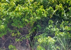 Thespesia populnea