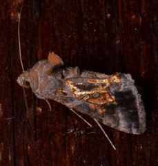 Chrysodeixis includens