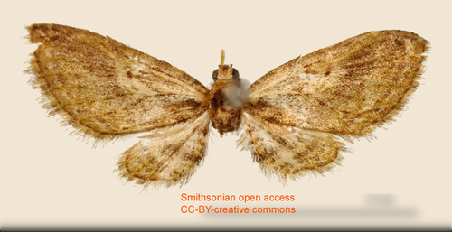 Eupithecia olivaria