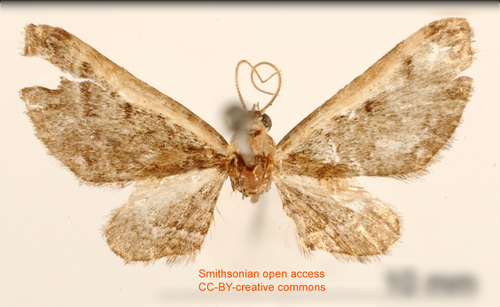Eupithecia pallidistriga