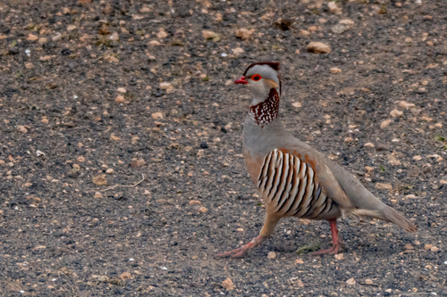 Perdiz moruna (Alectoris barbara)