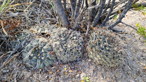 Gymnocalycium kieslingii