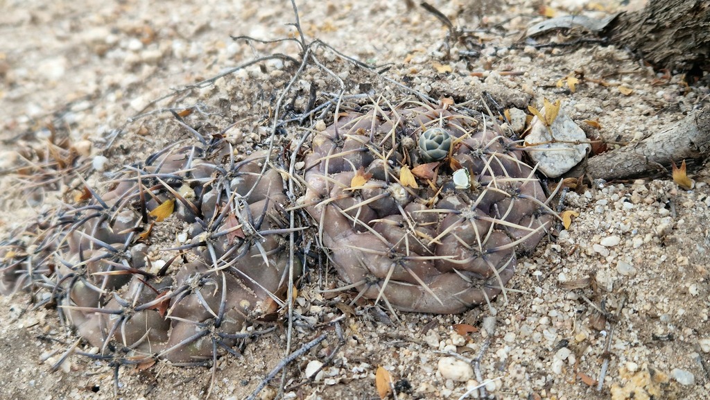 Gymnocalycium kieslingii  iNaturalist