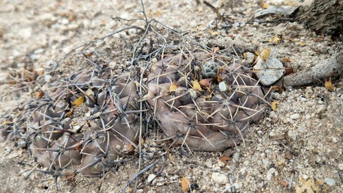 Gymnocalycium kieslingii