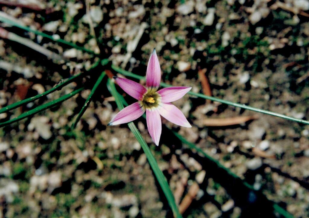 Romulea rosea, Coimbra, Portugal