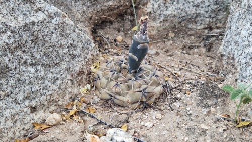 Gymnocalycium kieslingii