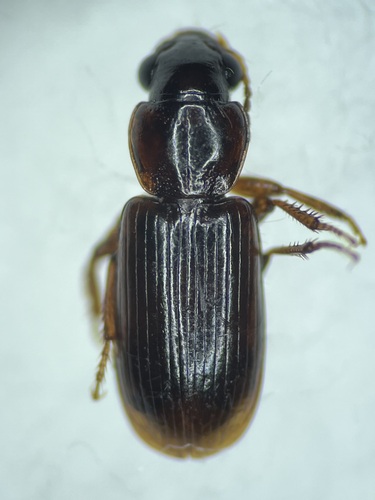 Indistinct Harp Ground Beetle