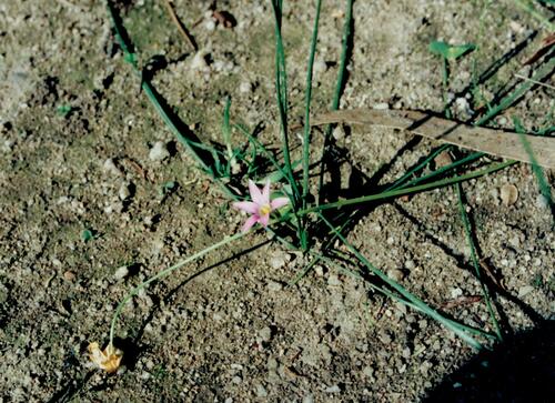 Romulea rosea