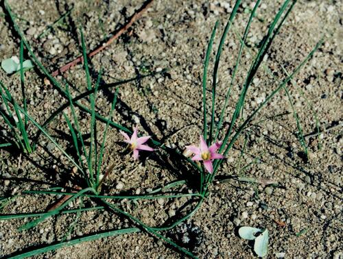 Romulea rosea