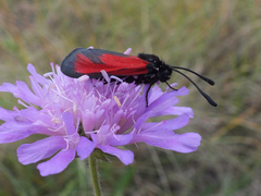 Zygaena erythrus