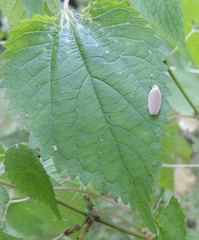 Antaeotricha unipunctella