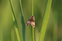 Panemeria tenebrata