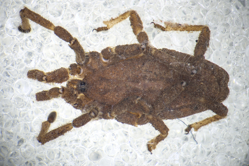 Calathocratus sinuosus