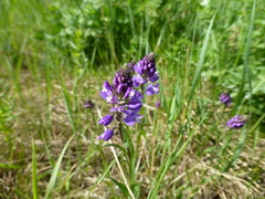 Polygala wolfgangiana