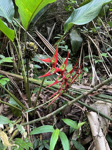 Foto de Bananeira-de-jardim