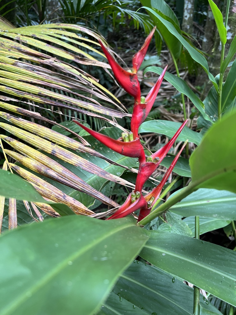 Foto de Bananeira-de-jardim