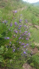 Dracocephalum peregrinum