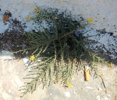 Hypericum triquetrifolium