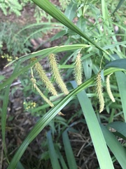 Carex gynandra