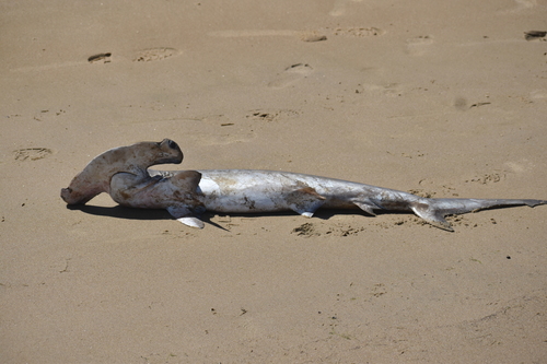 Foto de Cornuda comun (Sphyrna zygaena)