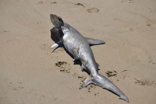 Smooth hammerhead (Sphyrna zygaena) — Sphyrnidae