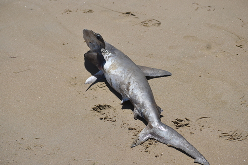 Foto de Cornuda comun (Sphyrna zygaena)