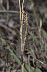 Macronemurus appendiculatus