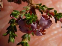 Erica paniculata