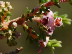 Erica paniculata