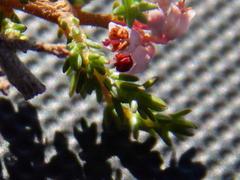 Erica paniculata