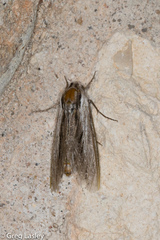 Sphinx vanbuskirki