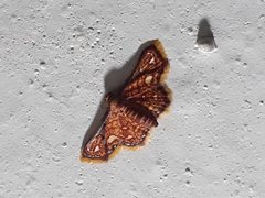 Enispa rosellus