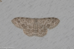 Scopula plantagenaria