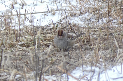 White-crowned Sparrow photographed in Iowa