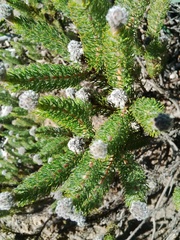 Serruria brownii