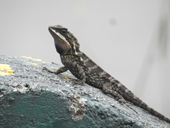 Variegated Mountain Lizard photo 2