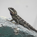 East Himalayan Mountain Lizard - Photo (c) aparajita_datta, some rights reserved (CC BY-NC)