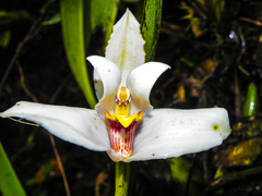 (c) Francisco Sánchez Karste, some rights reserved (CC BY) Maxillaria grandiflora, photograph (c) Francisco Sánchez Karste, some rights reserved (CC BY)