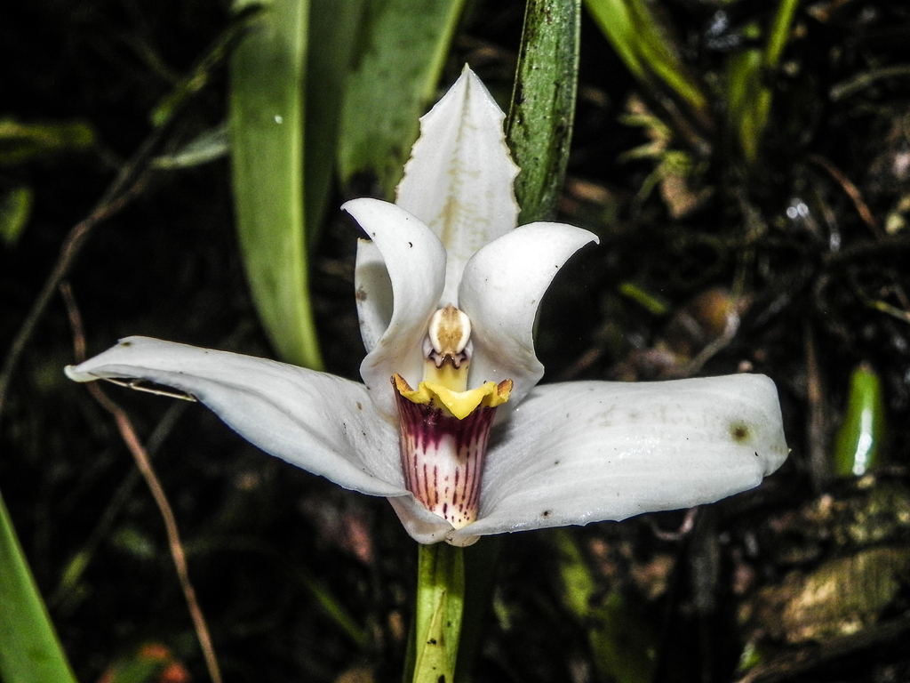 Maxillaria grandiflora