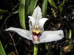 Maxillaria grandiflora