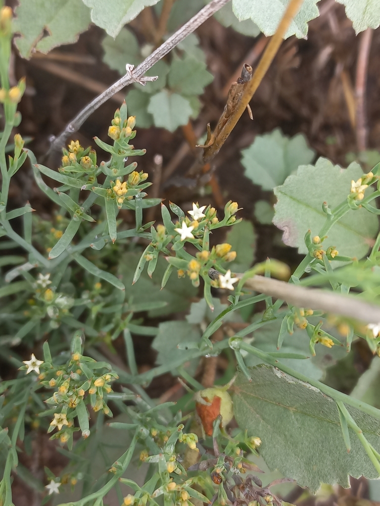 Thesium gracile