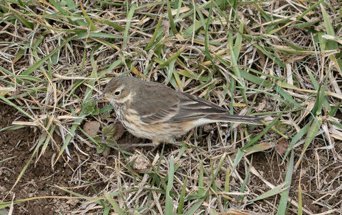 American Pipit