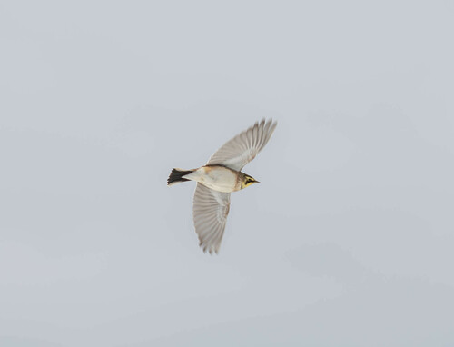 Horned Lark