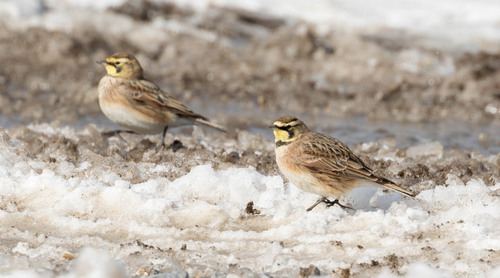 Horned Lark