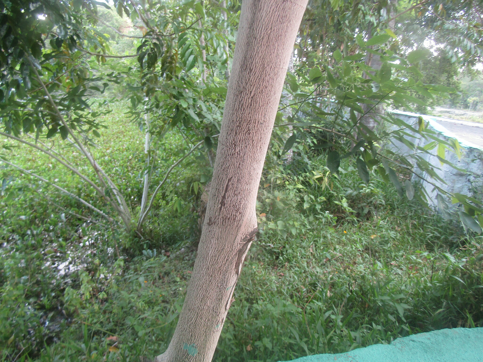 Imagem de Calabura