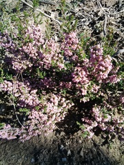 Erica paniculata