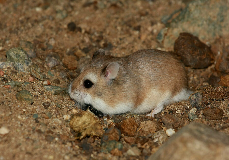 Roborovski's Desert Hamster