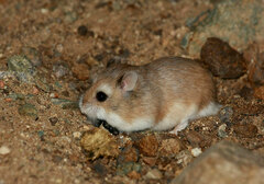 Roborovski's Desert Hamster photo 1