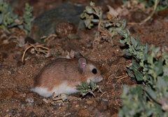 Roborovski's Desert Hamster photo 2