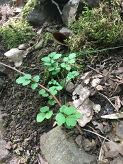 Cardamine impatiens